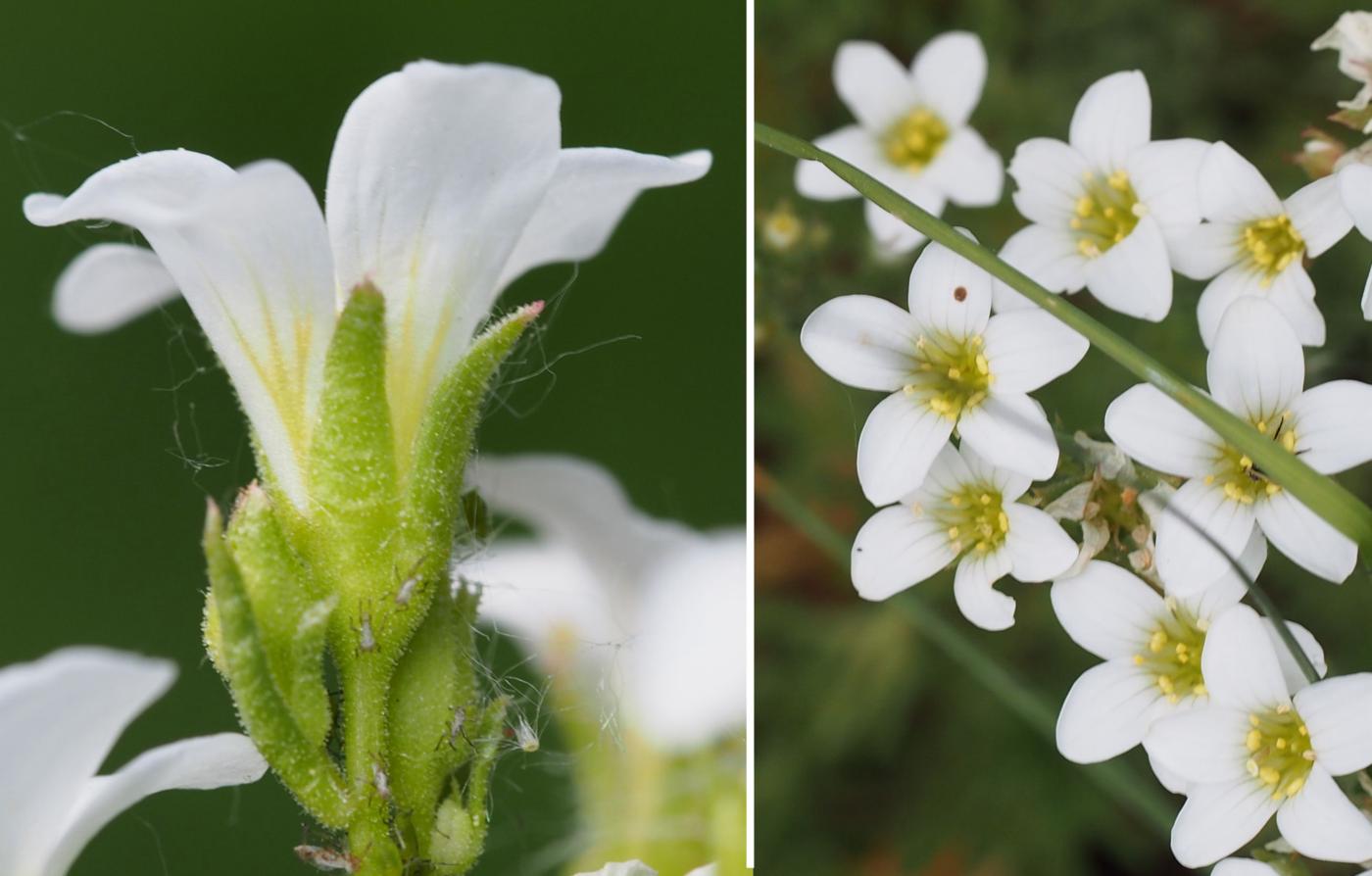 Saxifrage of Prost flower